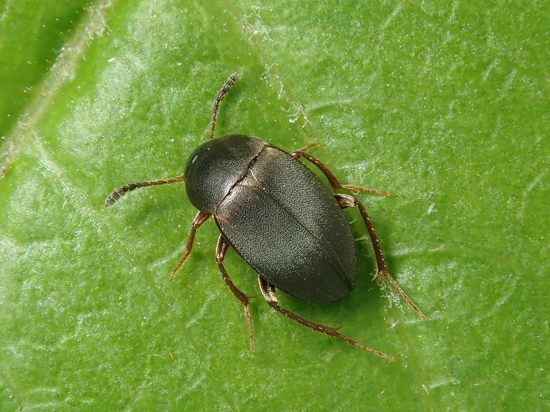 Leiodidae Cholevinae ?